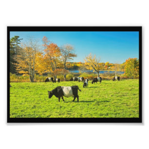 Impression Photo Vaches Belted Galloway paissant sur l'herbe en aut