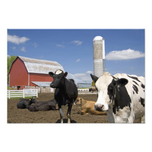 Impression Photo Vaches devant une grange rouge et un silo dans une