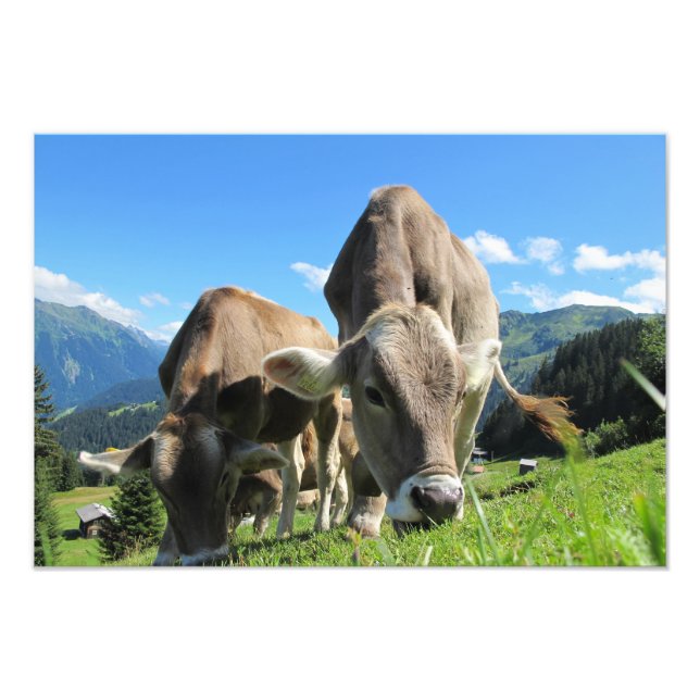 Impression Photo Vaches en Autriche (Devant)