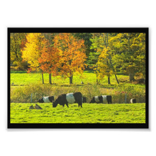 Impression Photo Vaches Galloway Ceinturées Sur Rockport Maine Farm