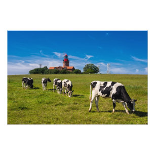 Impression Photo Vaches sur un pré avec le phare