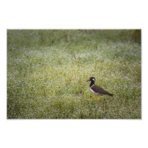 Vanneau sur l'herbe