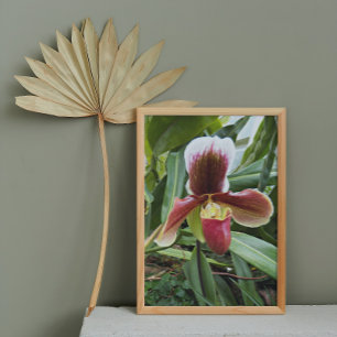 Impression Photo Vénus rouge Slipper Orchid Floral