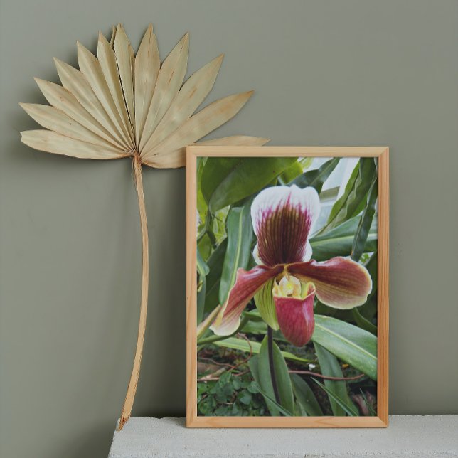 Impression Photo Vénus rouge Slipper Orchid Floral (In Situ Framed)