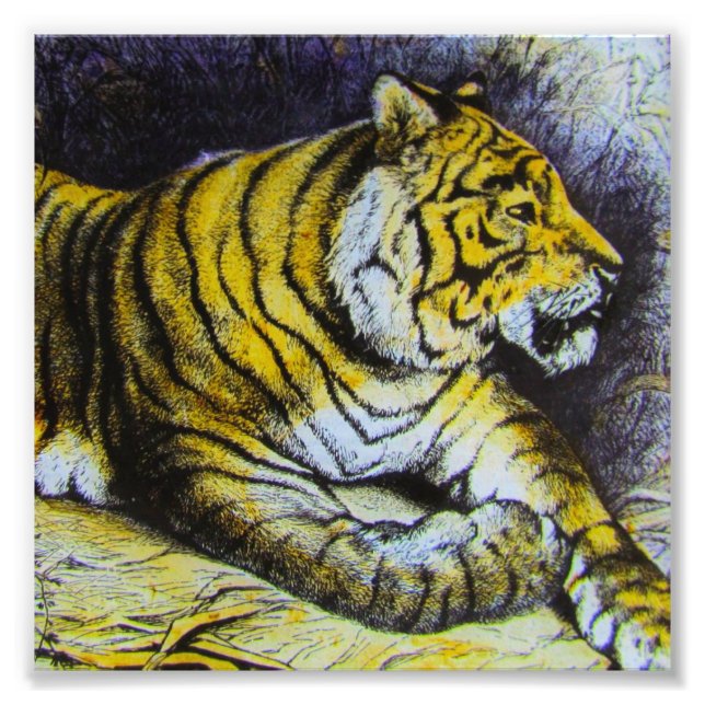 Impression Photo Verre Diapositive de lanterne magique A TIGER 1900 (Devant)