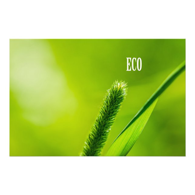 Impression Photo Vert Gris Et Soleil - Eco (Devant)