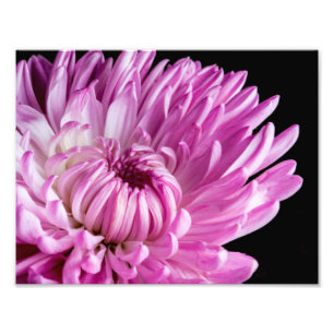 Impression Photo Vibrant en Dahlia Rose
