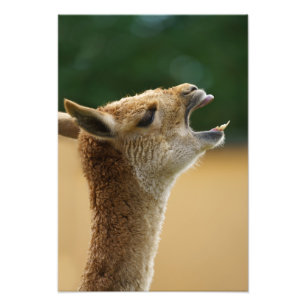 Impression Photo Vicuna montre ses dents