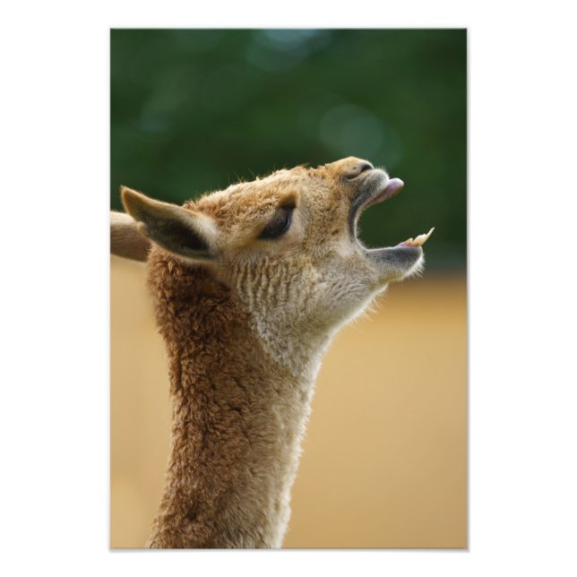 Impression Photo Vicuna montre ses dents (Devant)