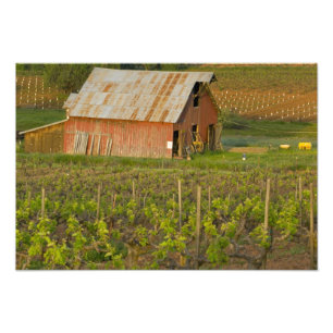 Impression Photo Vieille grange rouge au bord du vignoble de Zinfan