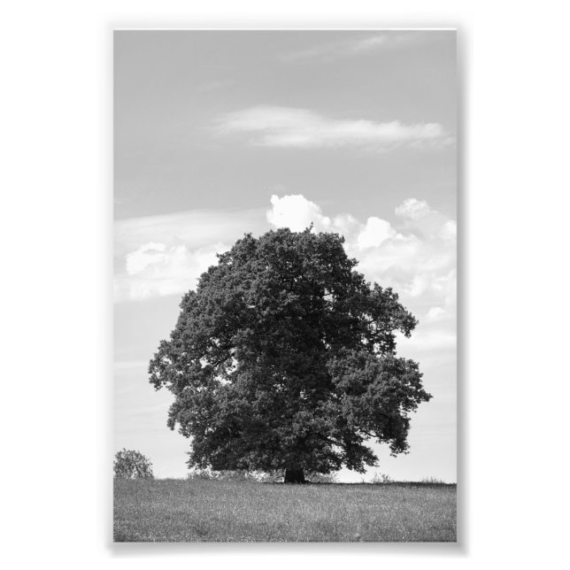 Impression Photo Vieux arbre (Devant)