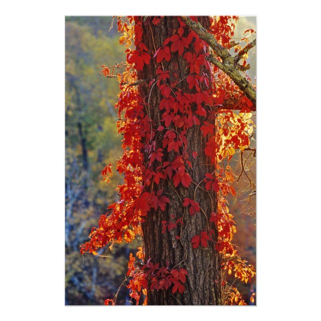 Impression Photo Vigne vierge rouge vif en automne à (Devant)