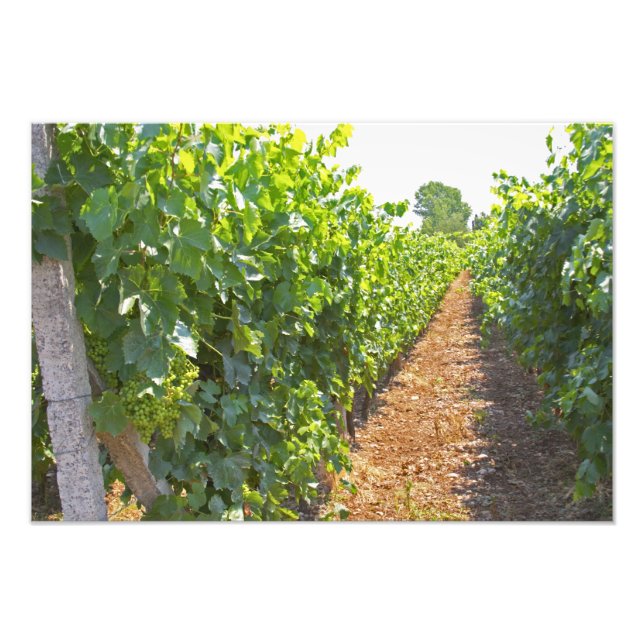 Impression Photo Vignes formées haut sur des fils soutenus par (Devant)