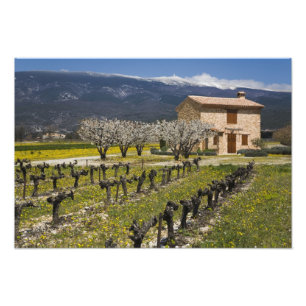 Impression Photo Vignoble en sommeil, fleurs de fruits, maison en p