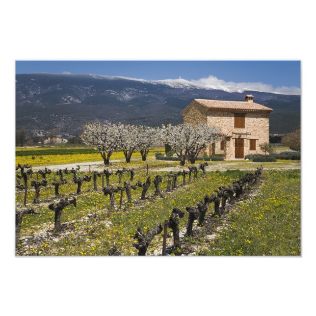 Impression Photo Vignoble en sommeil, fleurs de fruits, maison en p (Devant)