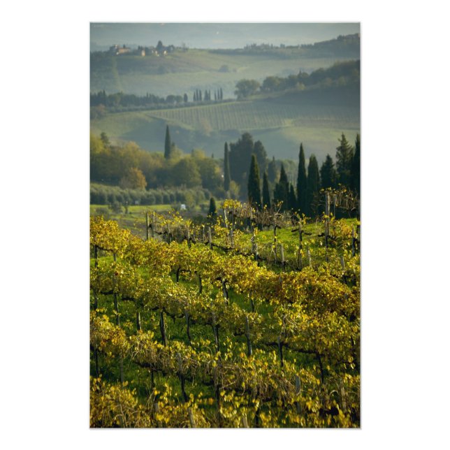 Impression Photo Vignoble, Toscane, Italie (Devant)