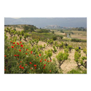 Impression Photo Vignobles près de Laguardia, capitale de La Rioja