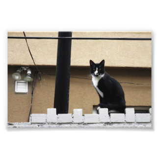 Impression Photo Ville primitive Chat 6" x 4" Imprimer 03