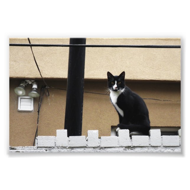 Impression Photo Ville primitive Chat 6" x 4" Imprimer 03 (Devant)