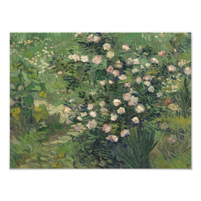 Impression Photo Vincent van Gogh - Rose (Devant)