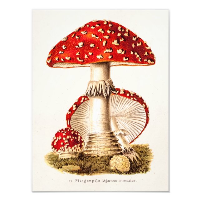 Impression Photo Vintage 1800s Champignons rouges Modèle (Devant)