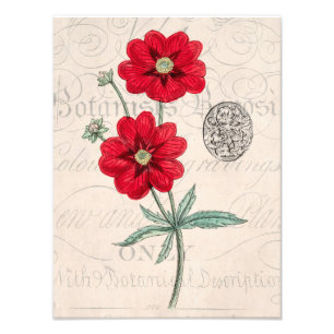 Impression Photo Vintage 1800s Fleur Rouge Botany Cinquefoil