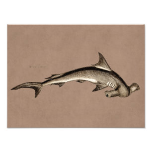 Impression Photo Vintage 1800s Hammerhead Shark Old Hammer Head
