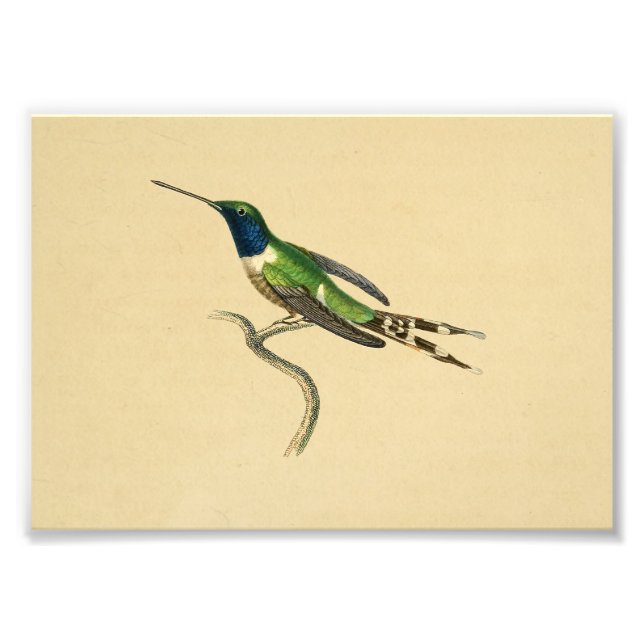 Impression Photo Vintage 1830 Colibri Imprimer bleu vert (Devant)