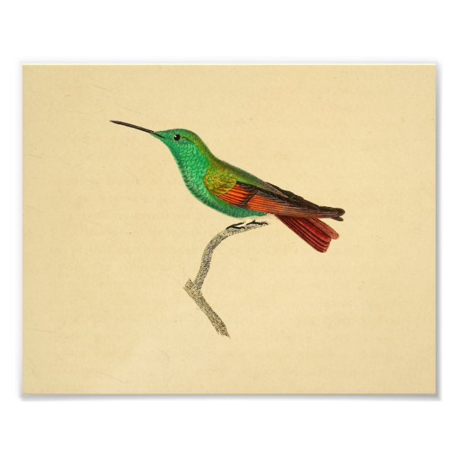 Impression Photo Vintage 1830 Hummingbird Imprimer rouge vert (Devant)