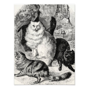 Impression Photo Vintage Angora Chat 1800s Chats Perses Illustratio