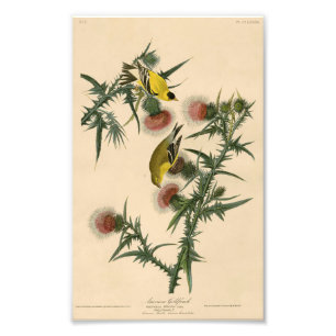 Impression Photo Vintage Audubon-Américain Goldfinch