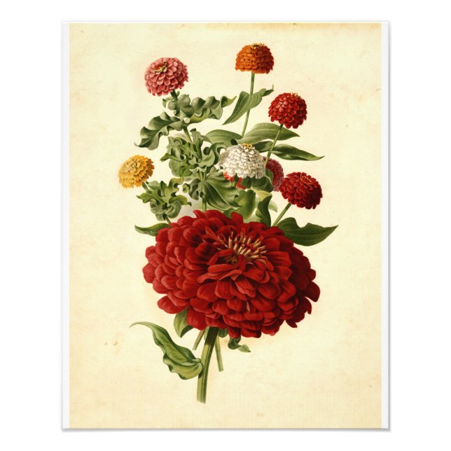Impression Photo Vintage Botanical Illustration Floral Art (Devant)