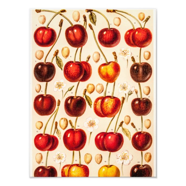 Impression Photo Vintage Cerise Variétés Antique Cerises Fruit (Devant)