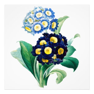 Impression Photo Vintage Cowslip Primrose botanique