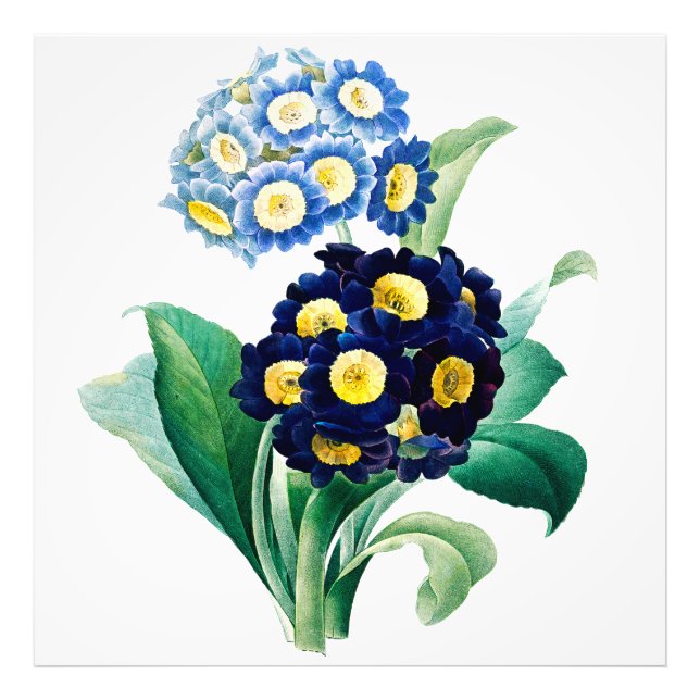 Impression Photo Vintage Cowslip Primrose botanique (Devant)