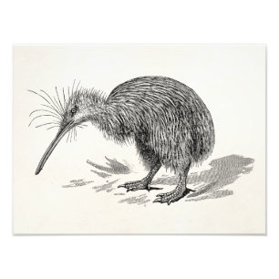 Impression Photo Vintage Kiwi Bird Antique Bird Modèle
