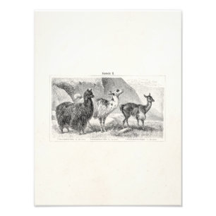 Impression Photo Vintage Llama Alpaca Modèle Llamas Alpacas