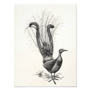 Impression Photo Vintage Lyre Bird Lyrebird Modèle d'illustration
