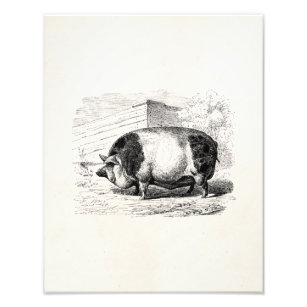 Impression Photo Vintage Noir Blanc Posé Porc Porc Porc de porc Ant