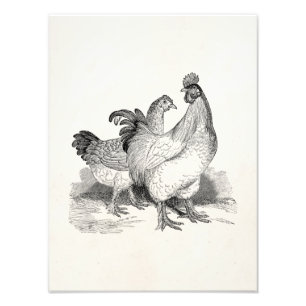 Impression Photo Vintage Personnalized Chicken Rooster Cochin Birds