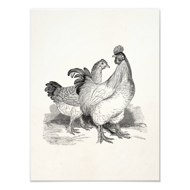 Impression Photo Vintage Personnalized Chicken Rooster Cochin Birds (Devant)