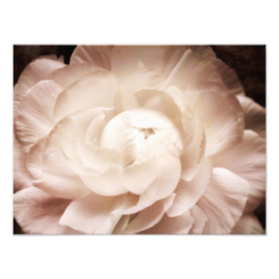 Impression Photo Vintage Sepia Blanc & Crème Ranunculus Arrière - p