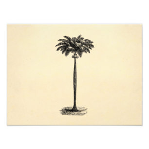 Impression Photo Vintage Tropical Island Palm Tree Modèle vierge