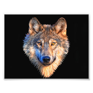Impression Photo Visage animal loup. Tête de loup gris effrayant