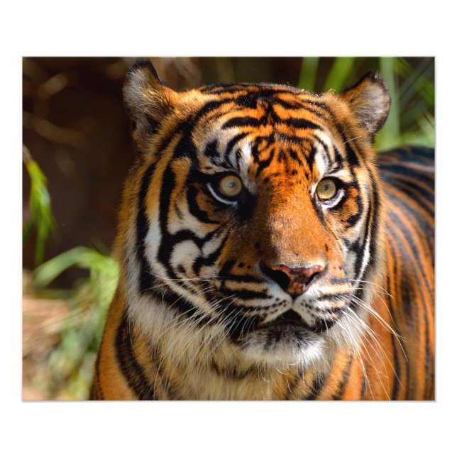 Impression Photo Visage de tigre (Devant)