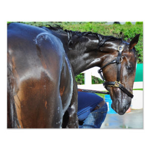 Impression Photo Visée d'ours