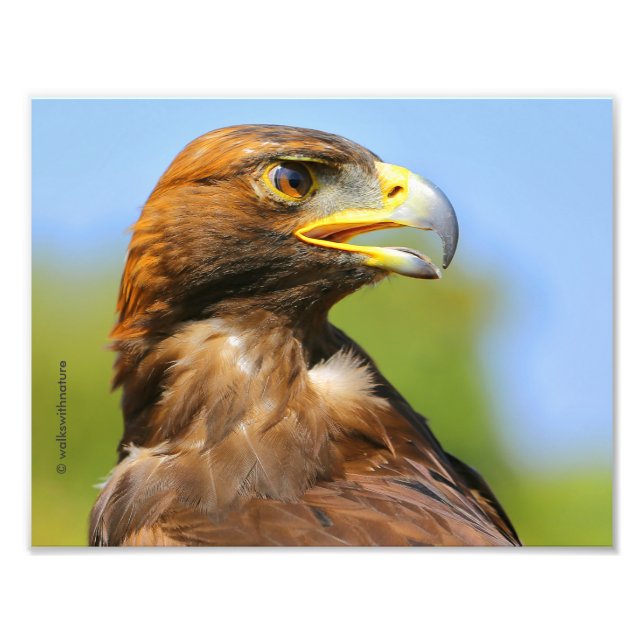 Impression Photo Vision d'un bel aigle d'or jeune (Devant)