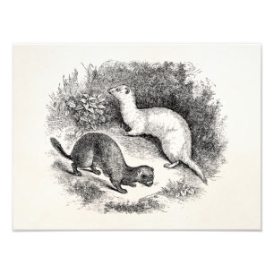 Impression Photo Visons vintages de belettes de furets de 1800s de