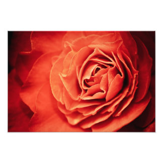 Impression Photo vivant rose