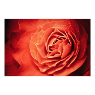 Impression Photo vivant rose